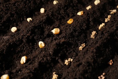 Photo of Different seeds on fertile soil. Vegetables growing