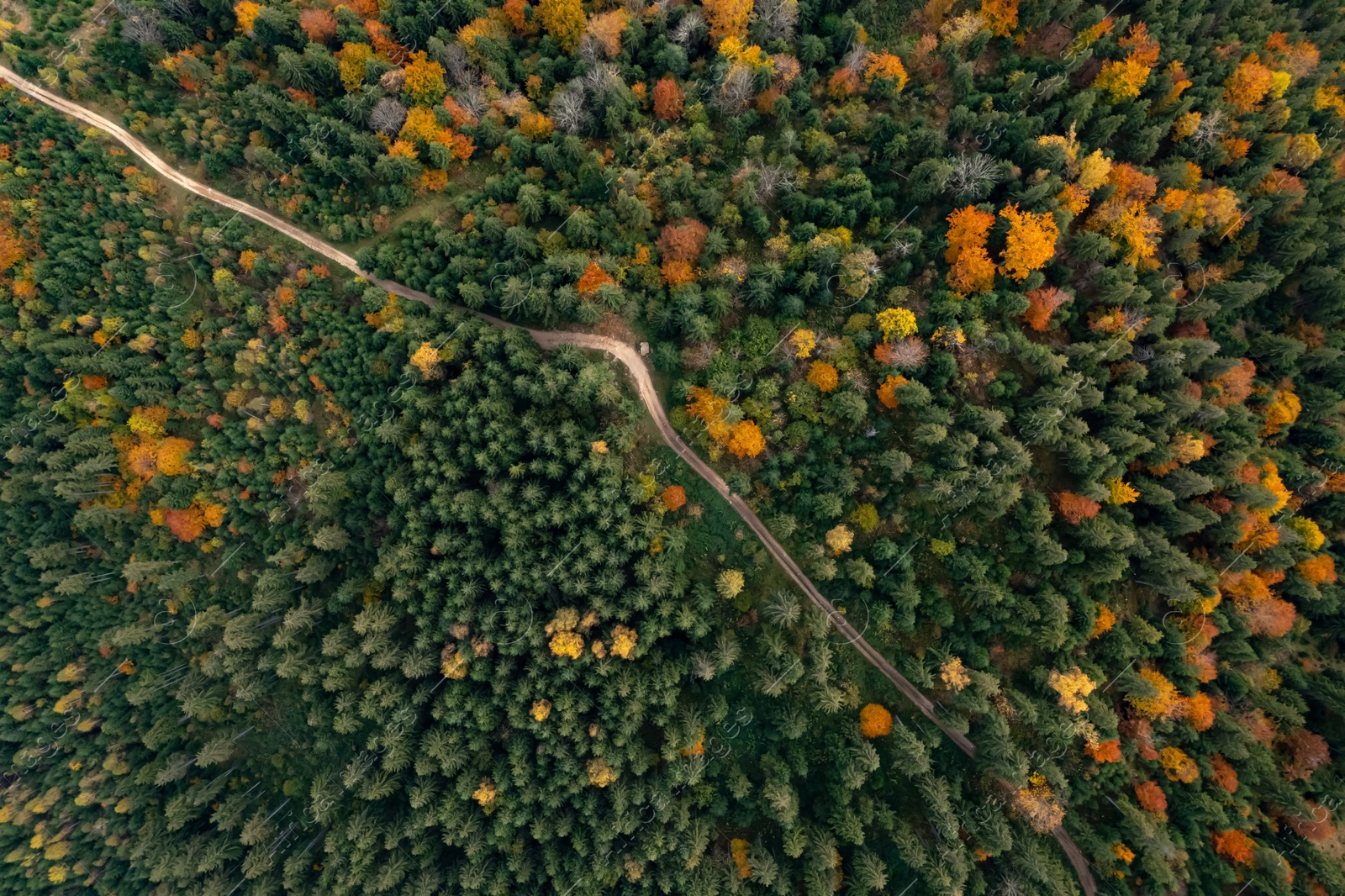 Image of Aerial view of countryside road in beautiful autumn forest