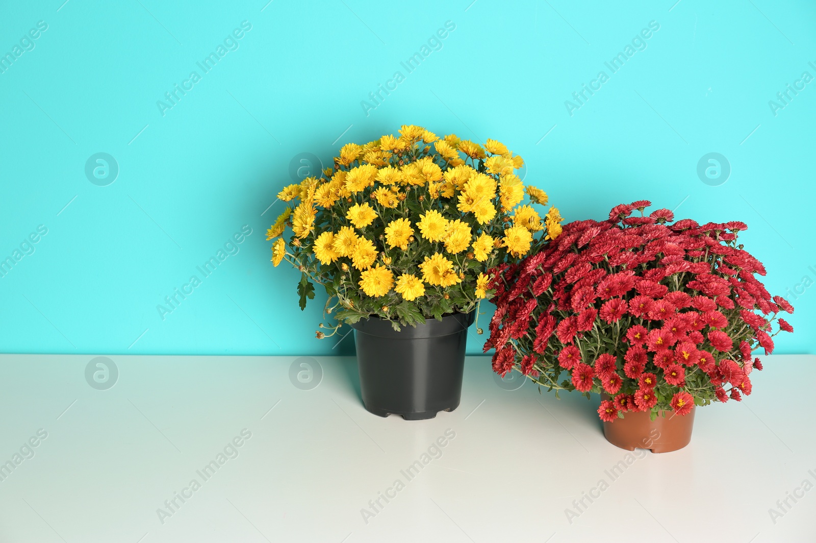 Photo of Beautiful potted chrysanthemum flowers on table against color background. Space for text