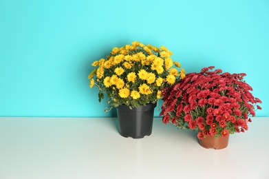 Photo of Beautiful potted chrysanthemum flowers on table against color background. Space for text