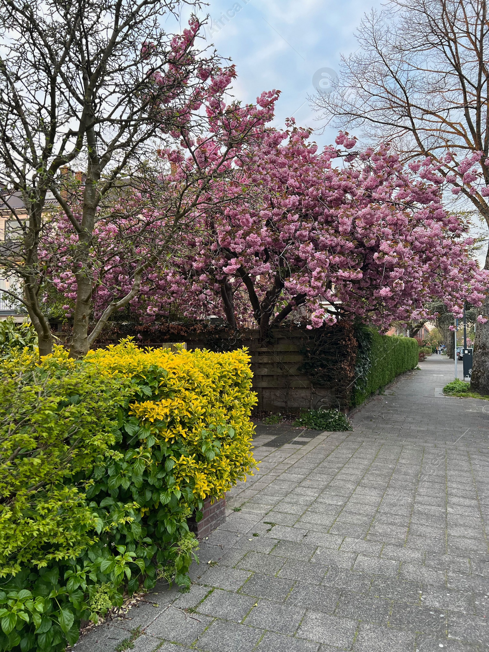 Photo of Beautiful sakura tree with pink flowers growing on city street
