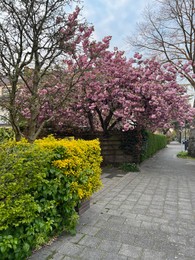 Beautiful sakura tree with pink flowers growing on city street