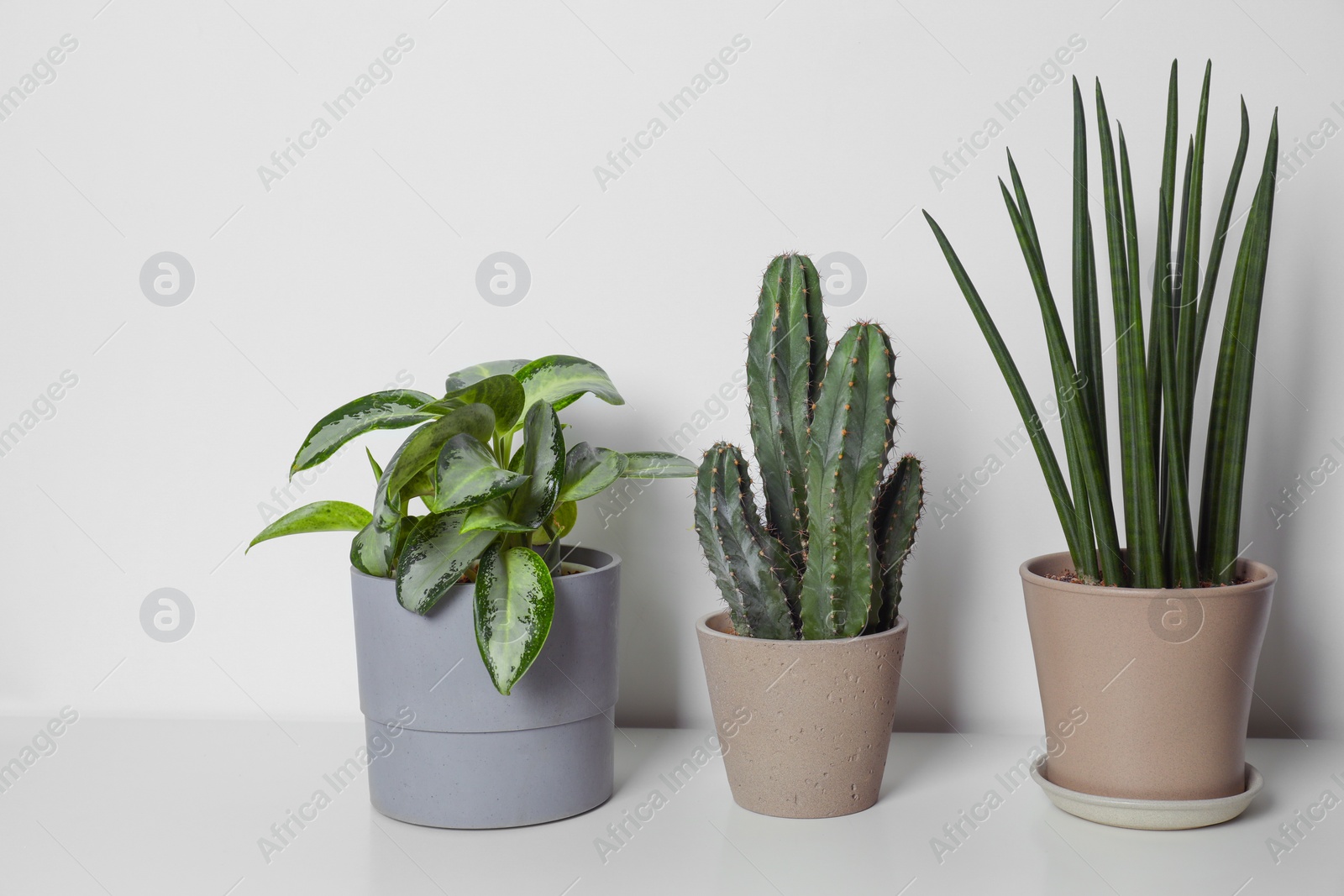 Photo of Beautiful green houseplants in pots on white table near wall