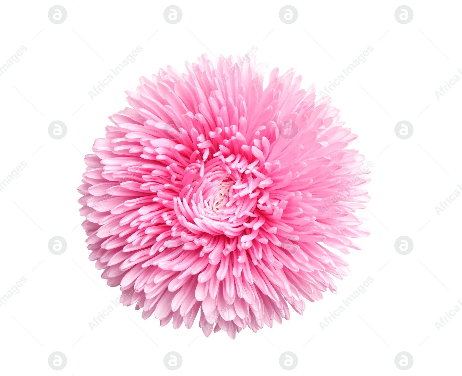 Photo of Beautiful pink aster flower on white background