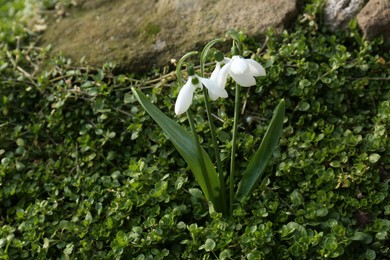 Photo of Beautiful white blooming snowdrops growing outdoors, space for text
