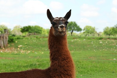 Photo of Beautiful fluffy llama on green grass in safari park