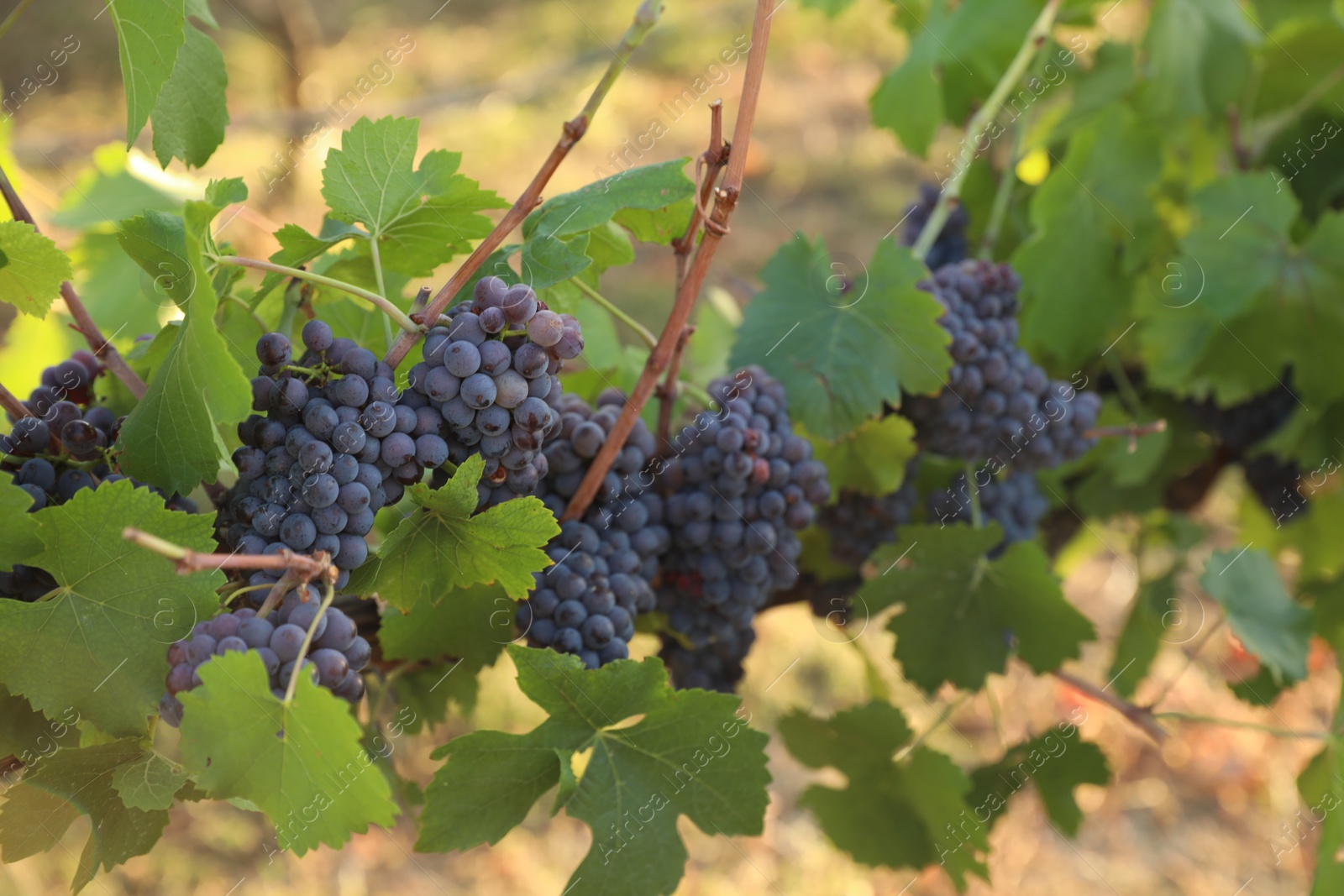 Photo of Delicious ripe grapes in vineyard. Harvest season