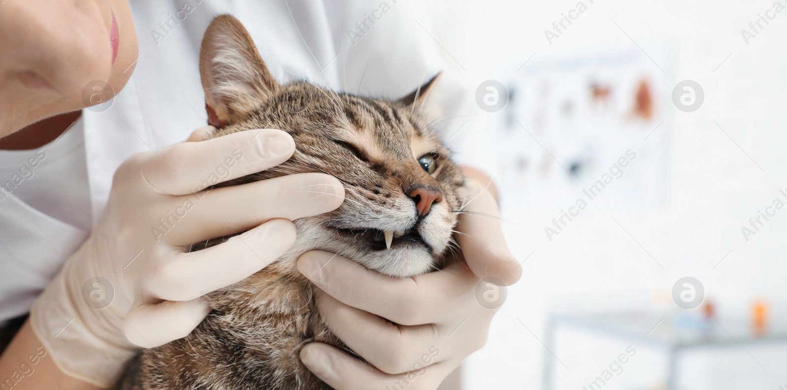 Image of Professional veterinarian examining cat's teeth in clinic, closeup. Banner design