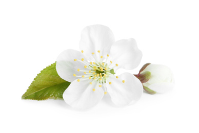 Beautiful tree blossom isolated on white. Spring season