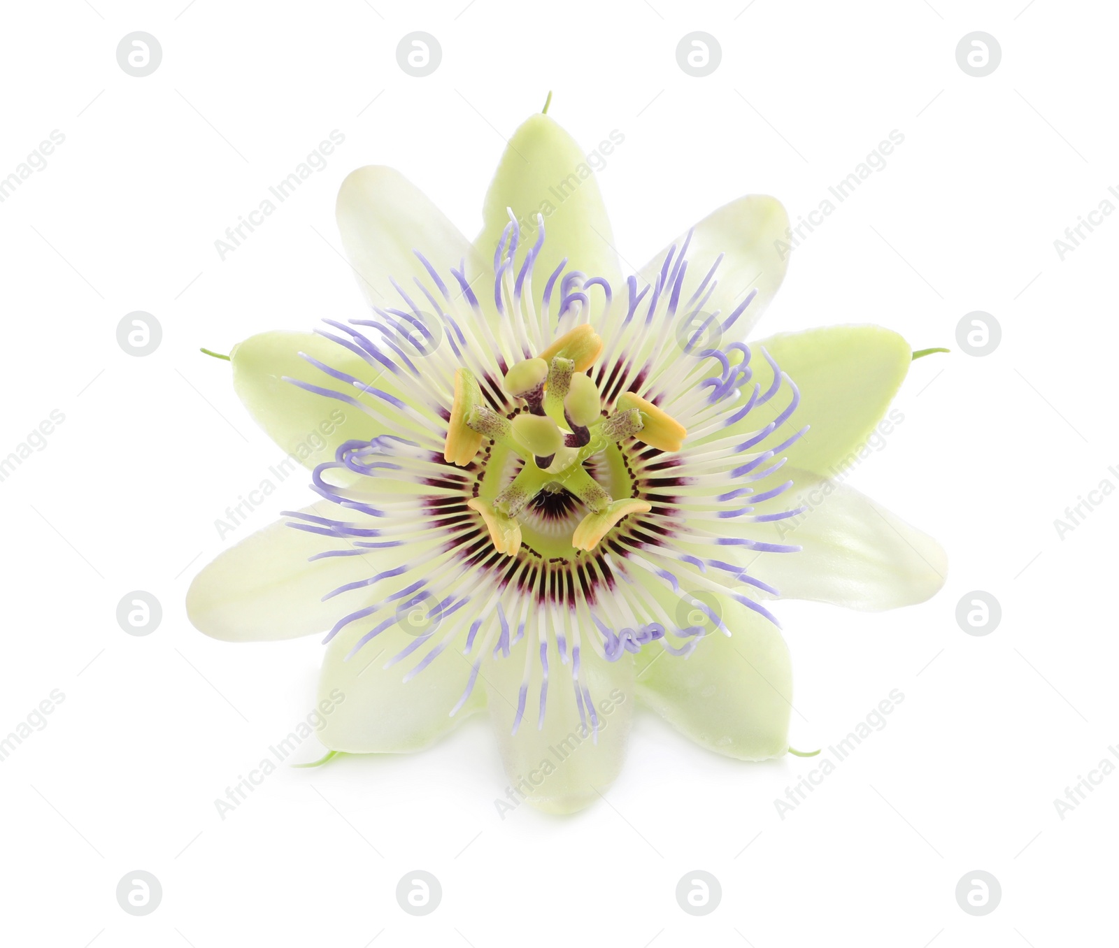 Photo of Beautiful blossom of Passiflora plant (passion fruit) on white background