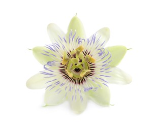 Photo of Beautiful blossom of Passiflora plant (passion fruit) on white background