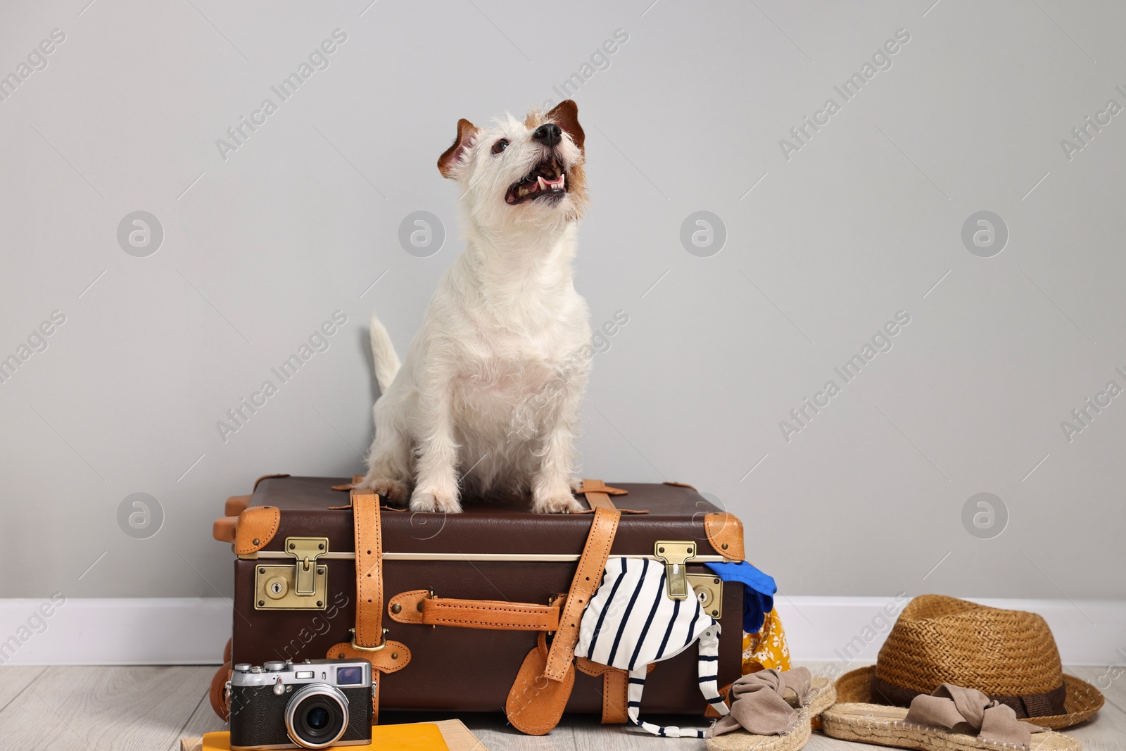 Photo of Travel with pet. Dog, clothes and suitcase indoors