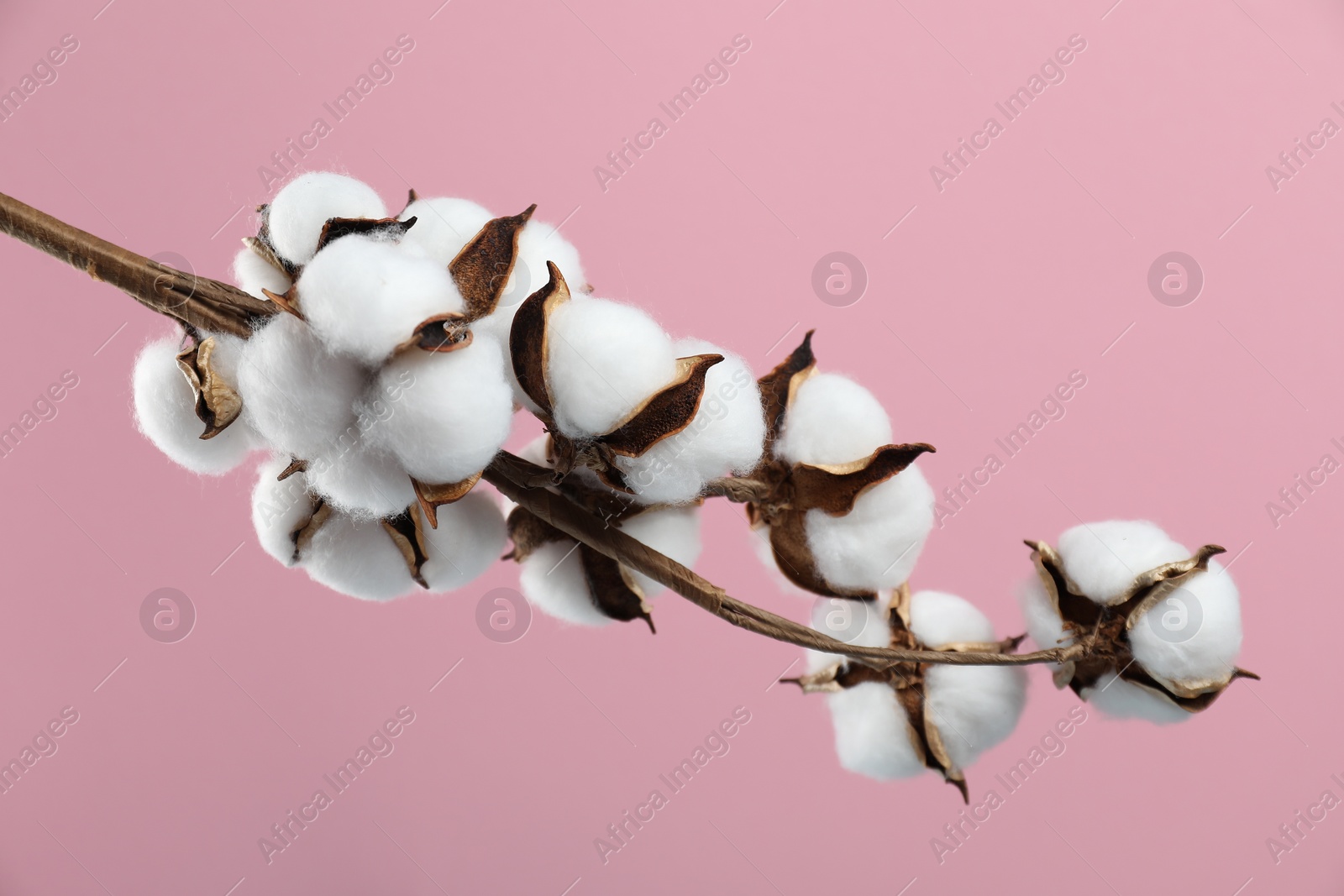 Photo of Beautiful cotton branch with fluffy flowers on pink background