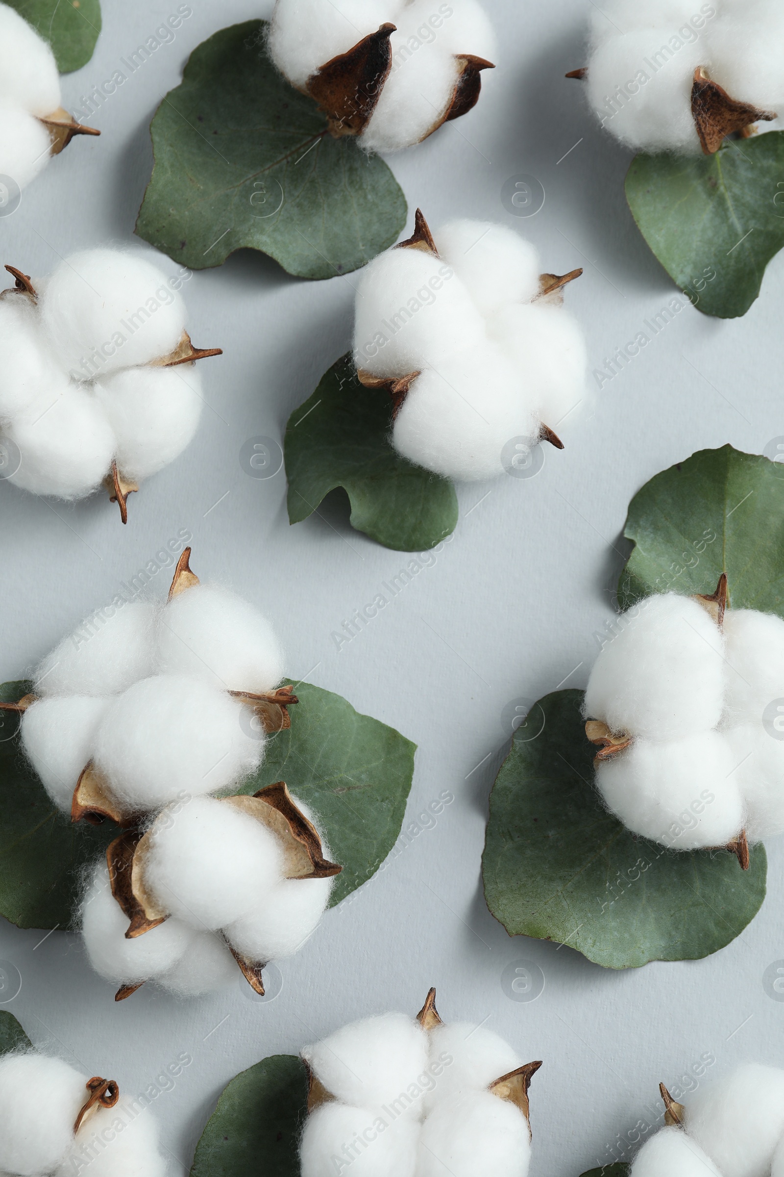 Photo of Cotton flowers and eucalyptus leaves on light grey background, flat lay