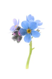 Photo of Beautiful blue Forget-me-not flowers isolated on white