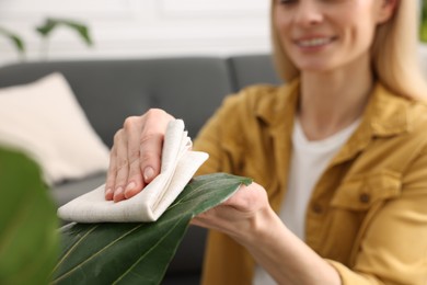 Photo of Woman wiping leaves of beautiful houseplants with cloth indoors, closeup