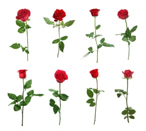 Image of Set of beautiful red roses on white background