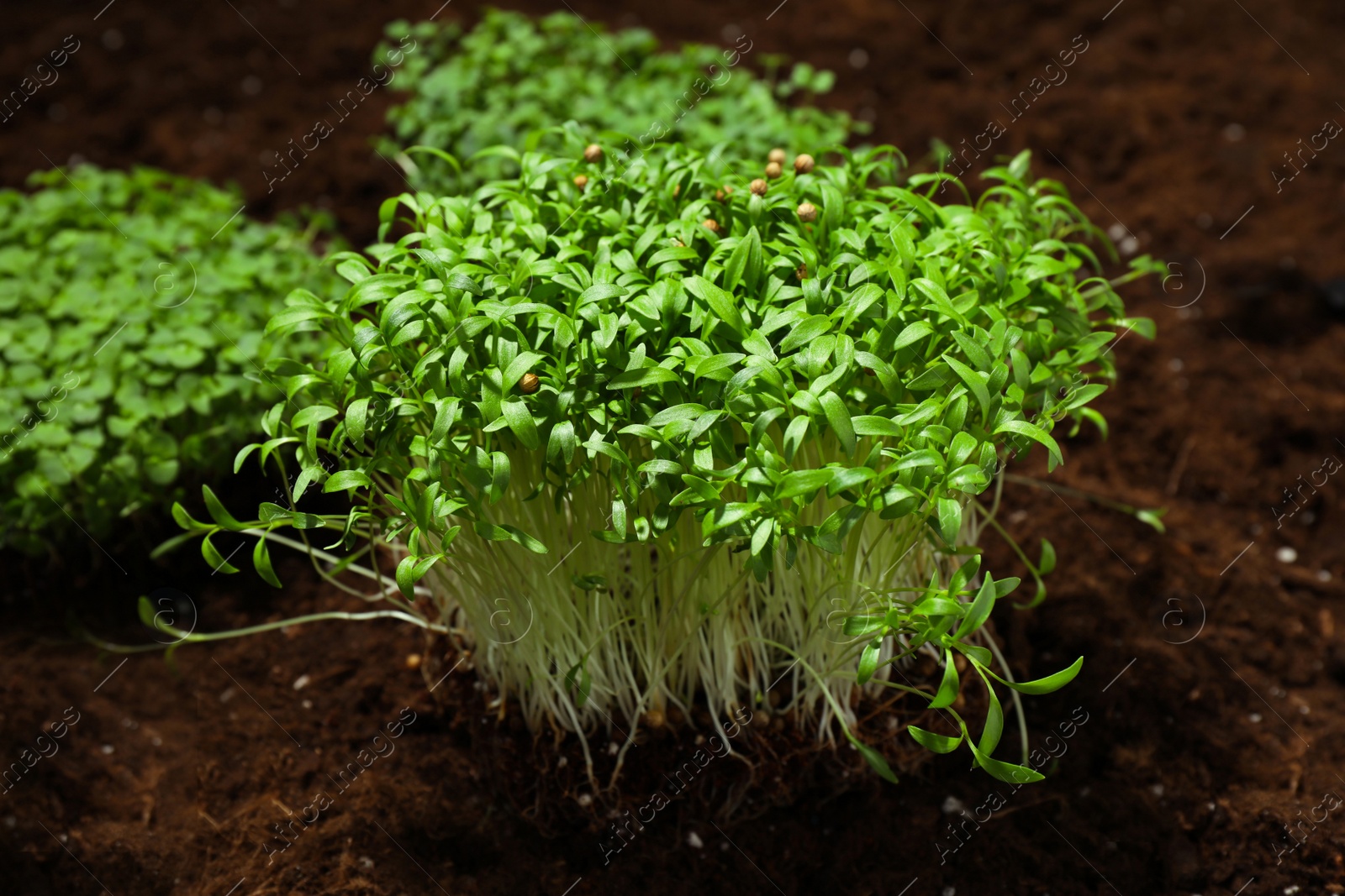 Photo of Fresh organic microgreen and tools on soil in garden, closeup