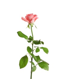 Photo of Beautiful rose flower on white background