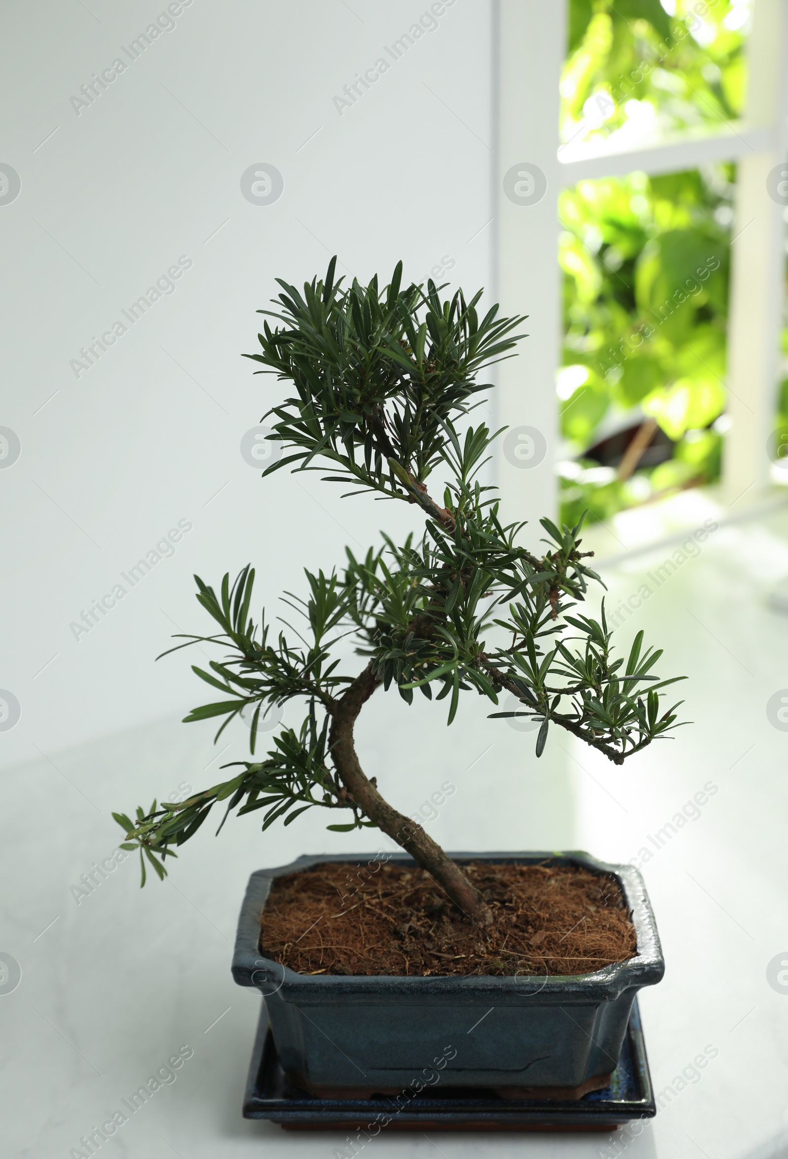 Photo of Japanese bonsai plant on white table indoors. Creating zen atmosphere at home