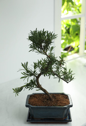 Photo of Japanese bonsai plant on white table indoors. Creating zen atmosphere at home
