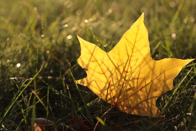 Photo of Beautiful fallen leaf among green grass outdoors on sunny autumn day, closeup. Space for text