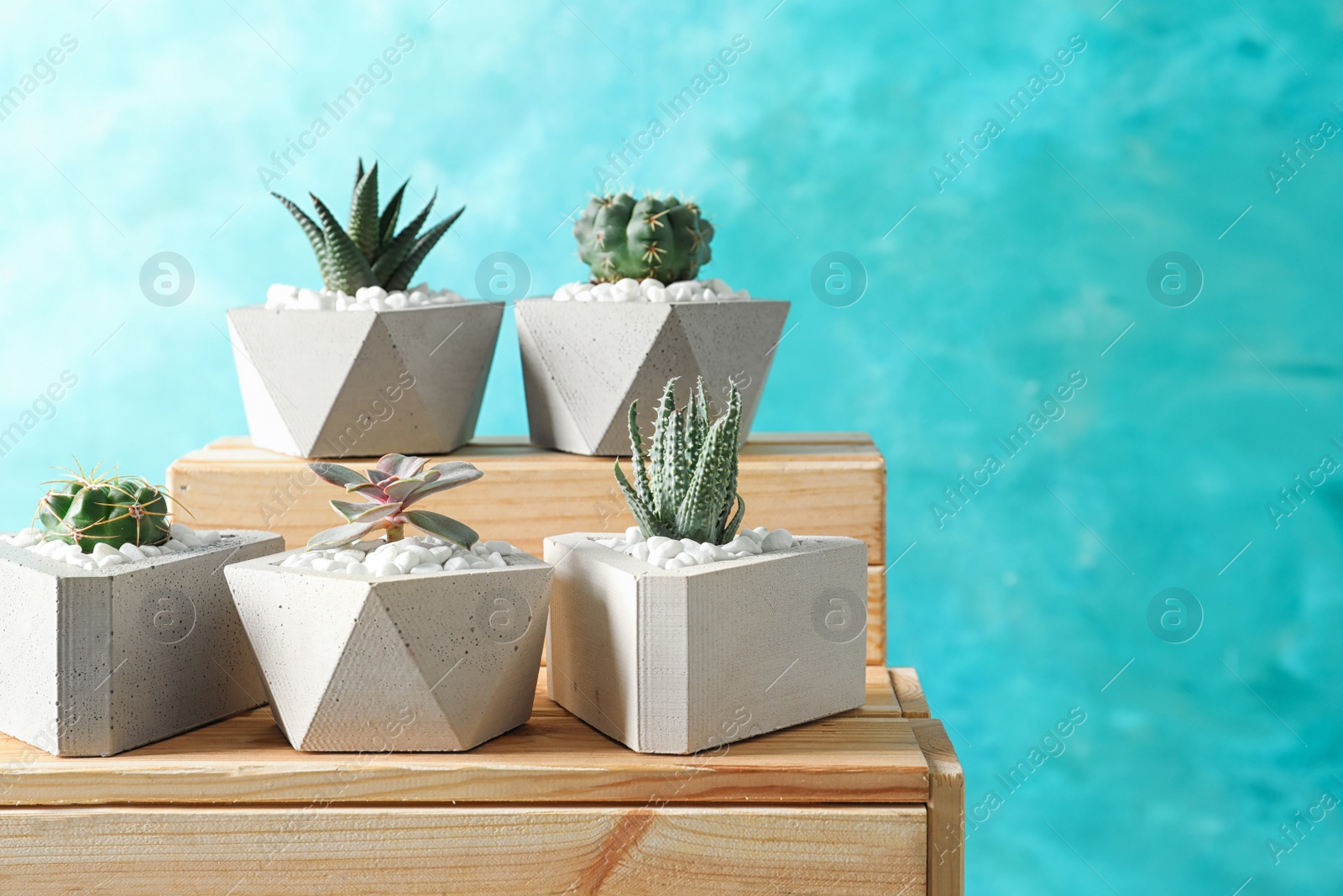 Photo of Beautiful succulent plants in stylish flowerpots on wooden crates against blue background, space for text. Home decor