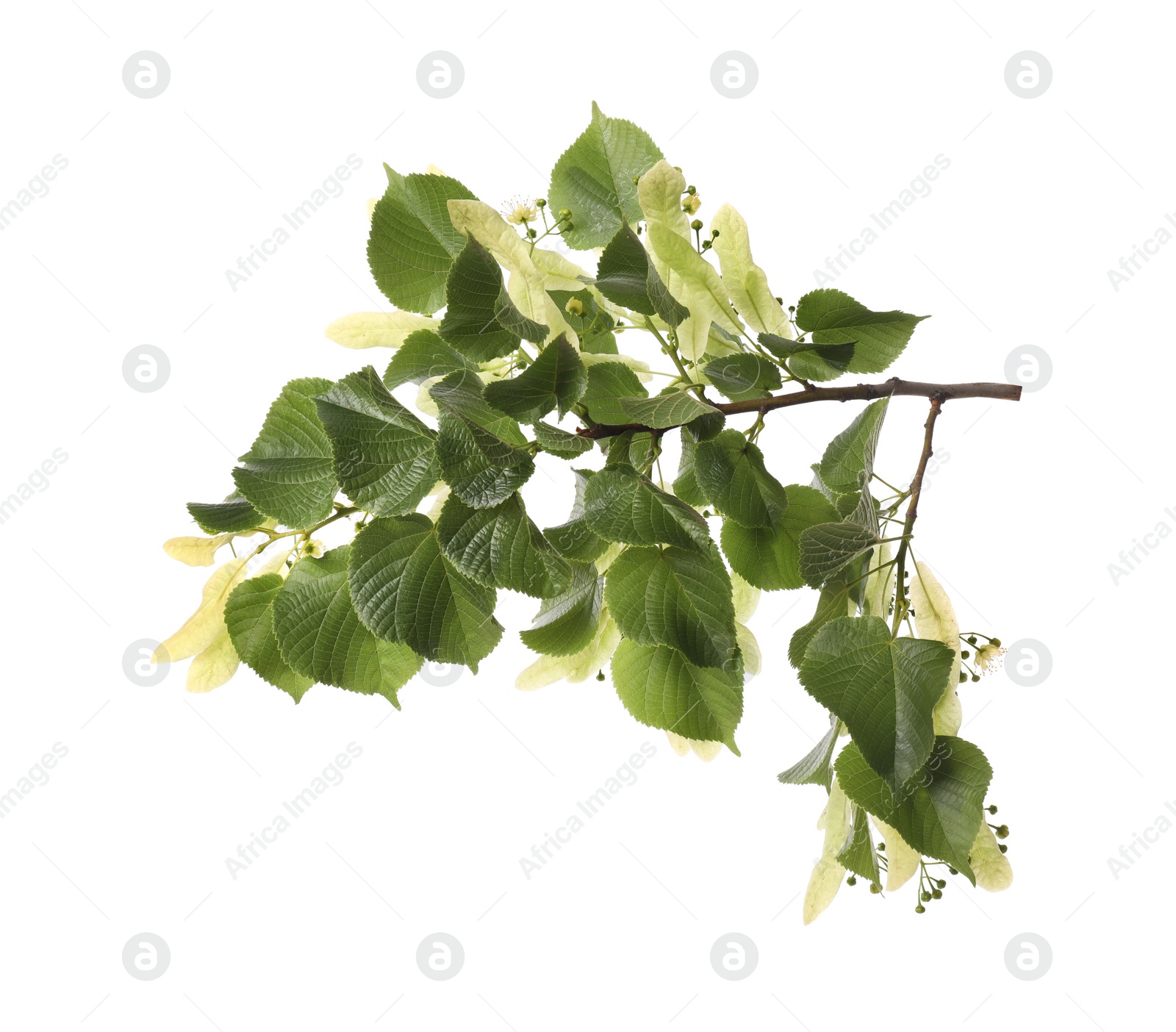 Photo of Linden tree branch with fresh young green leaves and blossom isolated on white