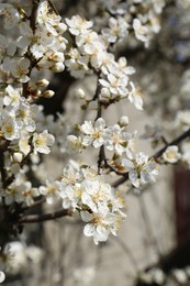 Beautiful cherry tree with white blossoms outdoors, closeup