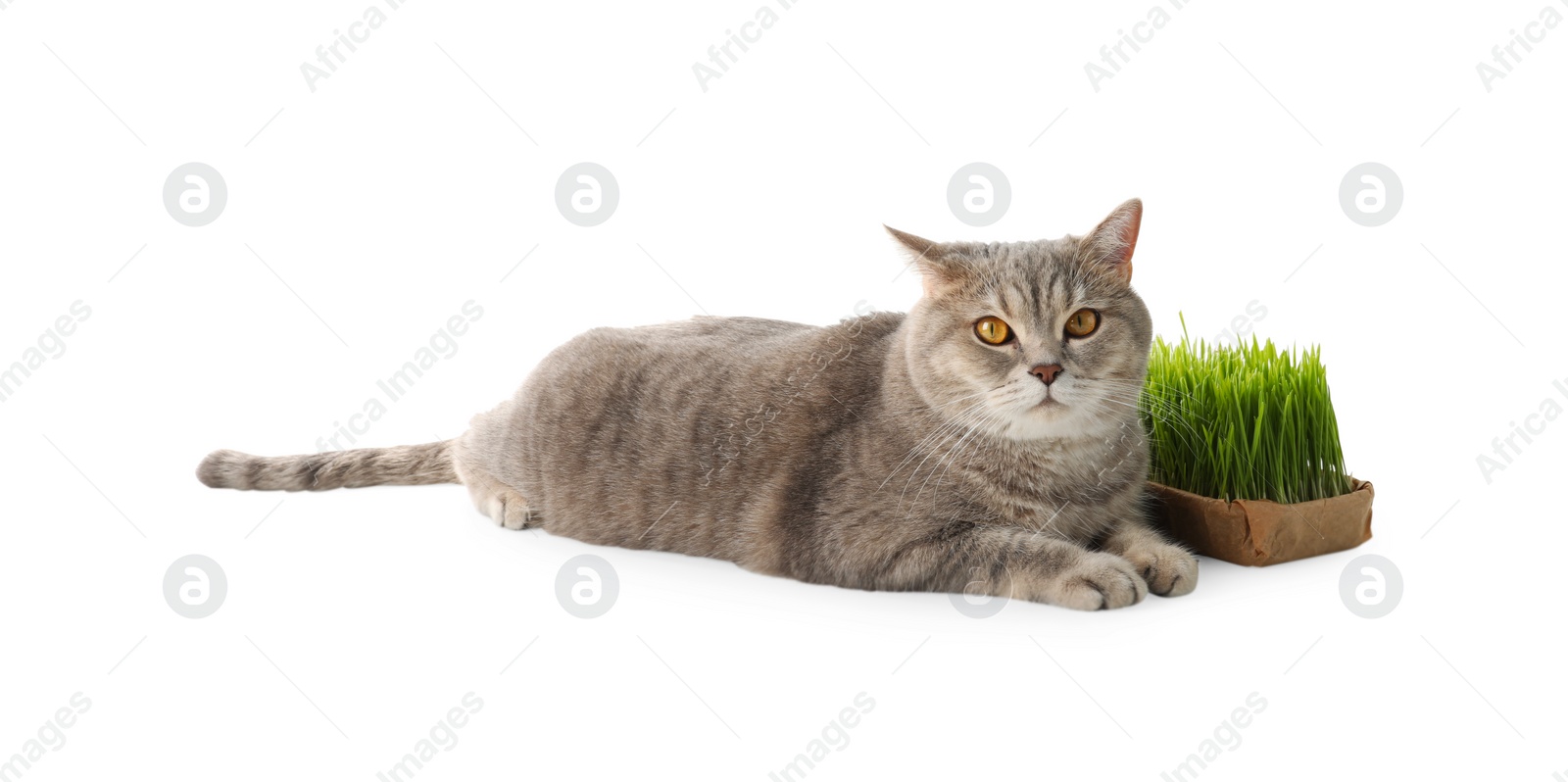 Photo of Cute cat and fresh green grass isolated on white