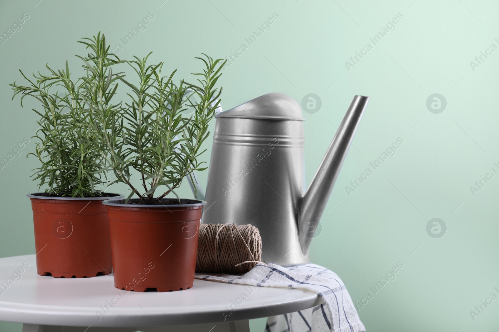 Photo of Beautiful green potted rosemary and watering can on wooden table indoors