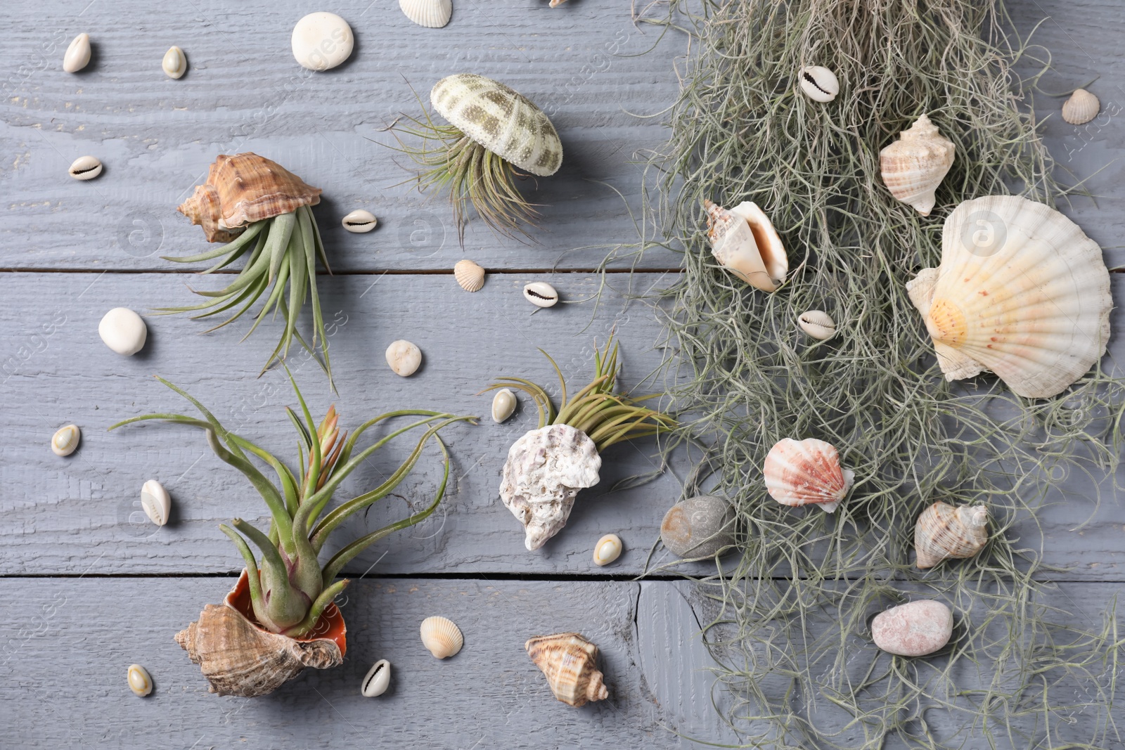 Photo of Beautiful tillandsia plants and seashells on light grey wooden table, flat lay. House decor