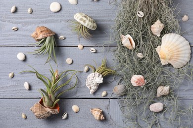 Photo of Beautiful tillandsia plants and seashells on light grey wooden table, flat lay. House decor