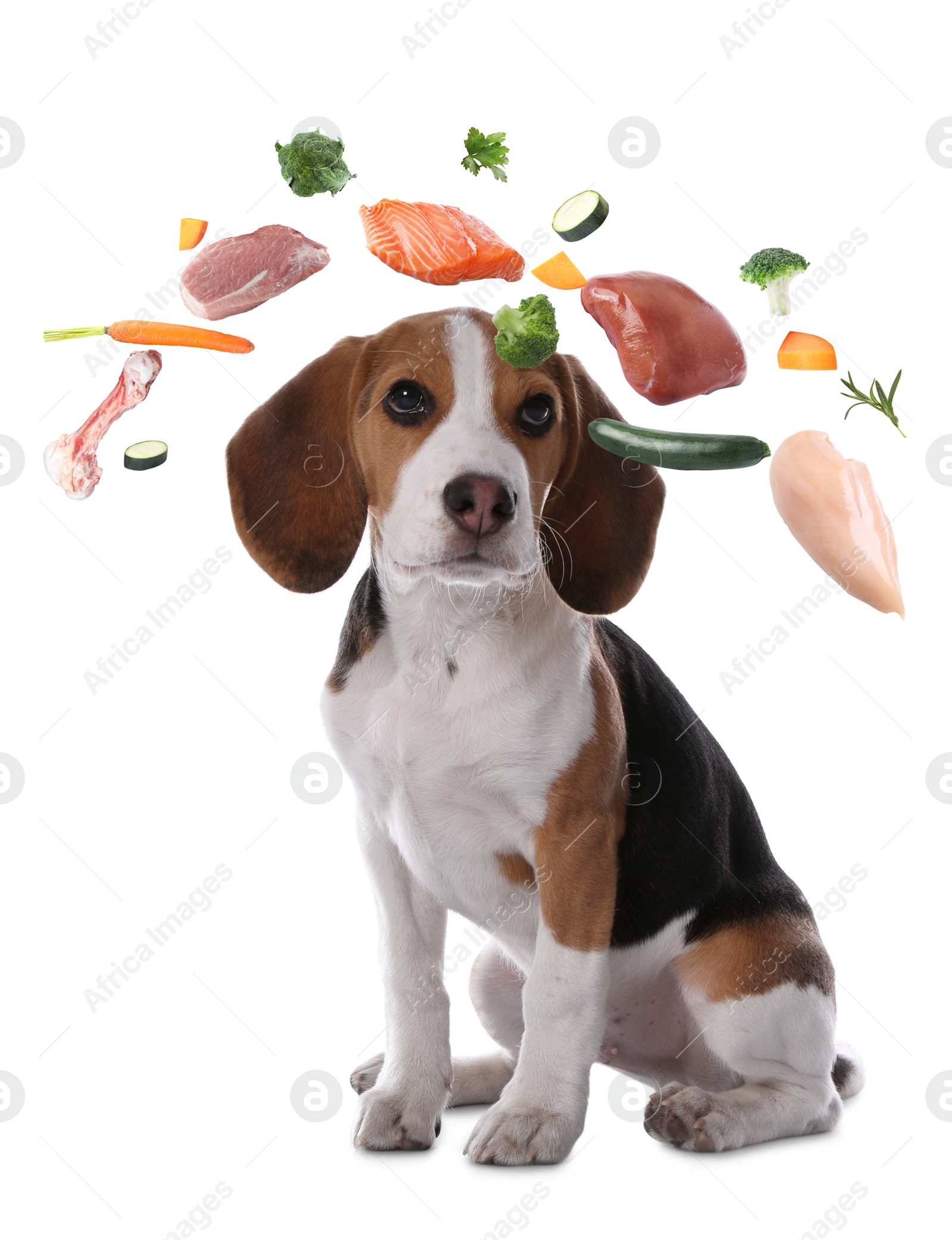 Image of Cute dog surrounded by fresh products rich in vitamins on white background. Healthy diet for pet