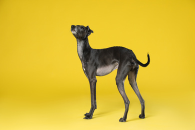 Cute Italian Greyhound dog on yellow background