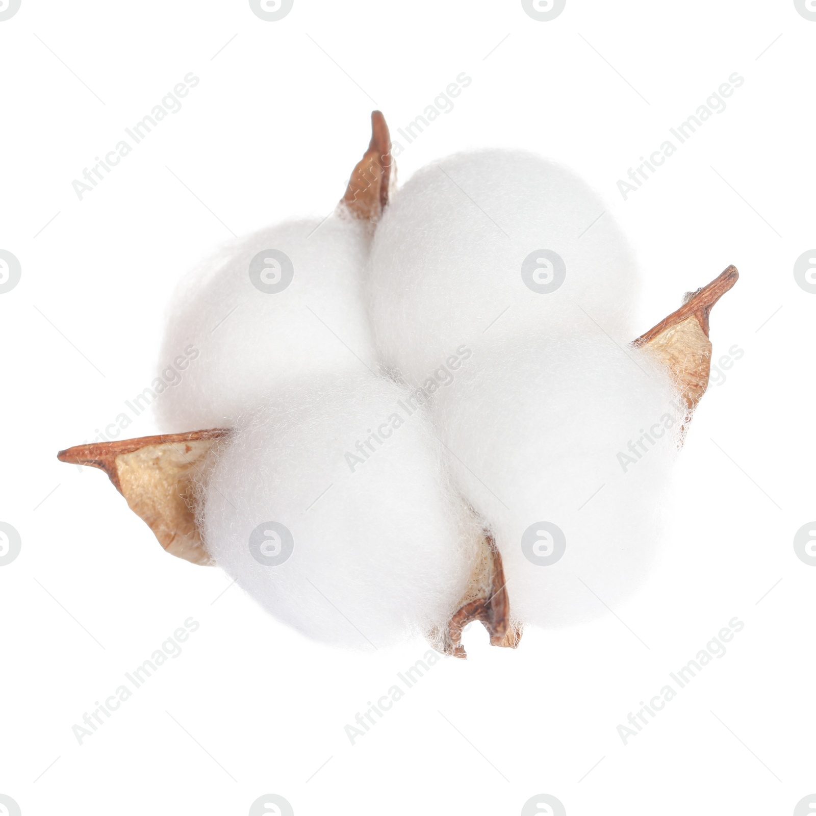 Photo of Beautiful fluffy cotton flower isolated on white