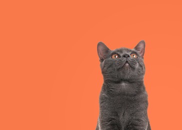 Image of Adorable grey British Shorthair cat on pale orange background. Space for text