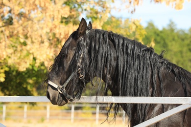 Photo of Beautiful Friesian horse at white fence outdoors