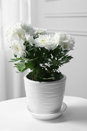 Photo of Beautiful chrysanthemum flowers in pot on white table indoors