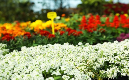 Beautiful blooming white lobularia plants in garden center