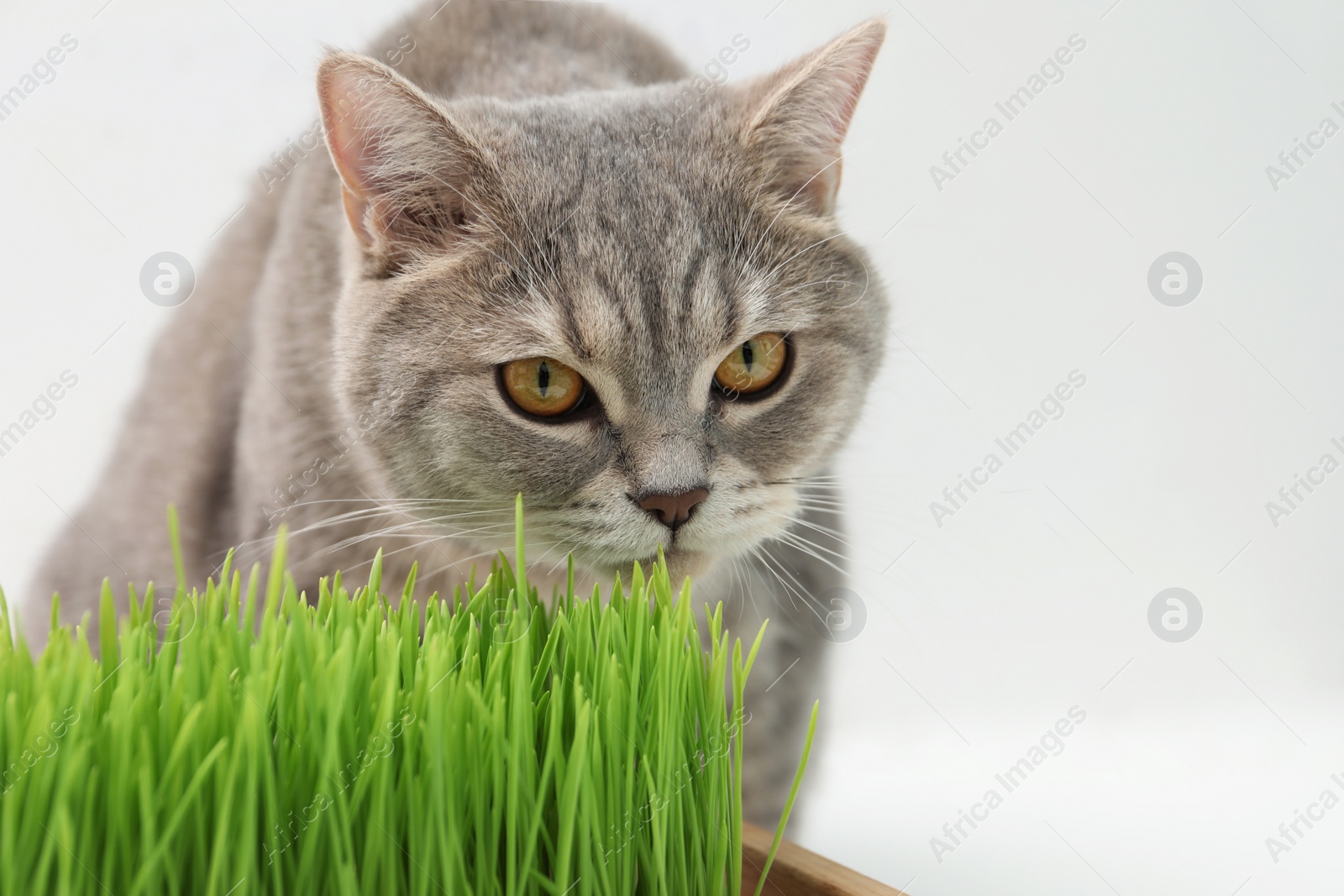 Photo of Cute cat near potted green grass on white background, closeup. Space for text