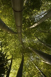 Beautiful forest of green bamboo, bottom view