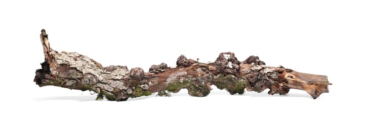 Photo of Old dry tree branch isolated on white