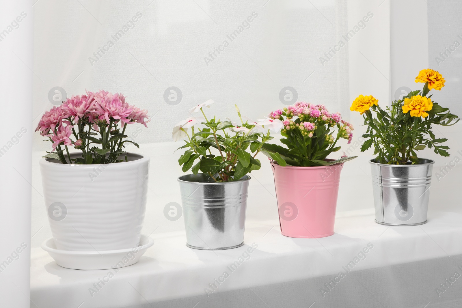 Photo of Different beautiful flowers in pots on windowsill