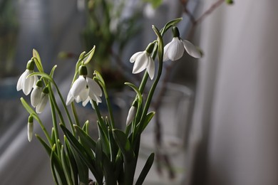 Photo of Blooming snowdrops on blurred background. First spring flowers