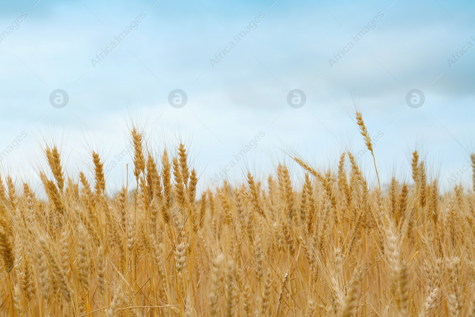 Photo of Beautiful agricultural field with ripe wheat crop on cloudy day