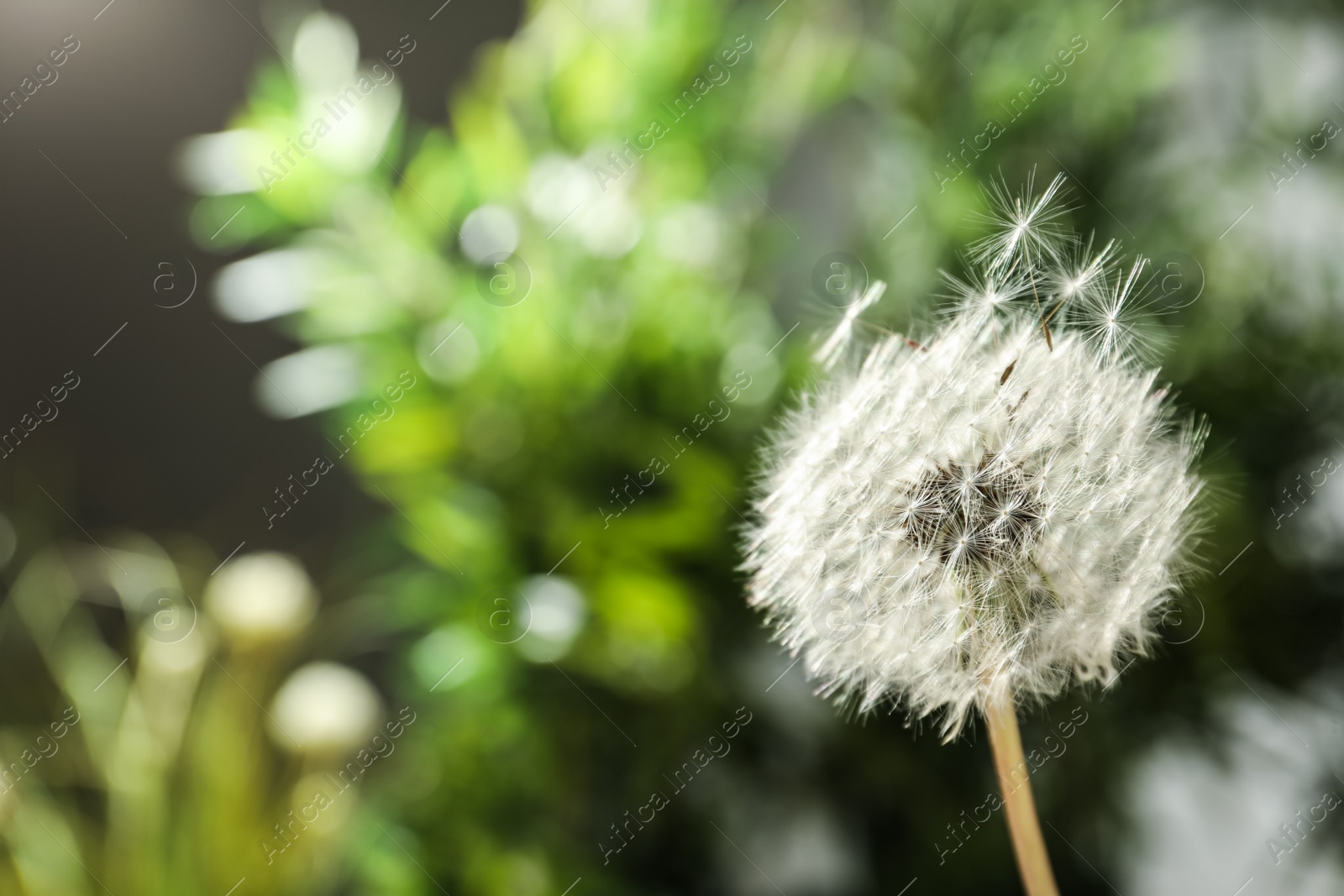 Photo of Beautiful dandelion flower on blurred green background. Space for text