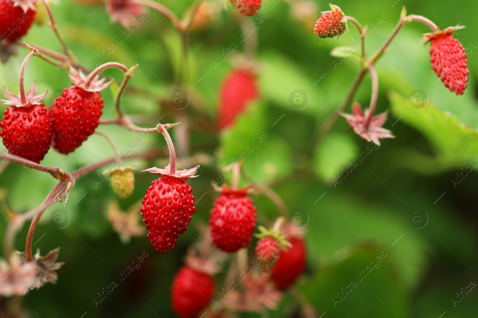 Photo of Ripe wild strawberries growing outdoors. Seasonal berries