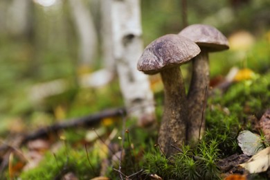 Fresh wild mushrooms growing in forest, closeup. Space for text