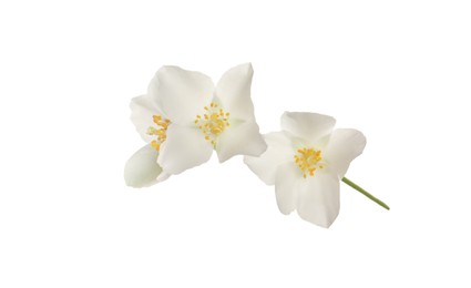 Beautiful flowers of jasmine plant isolated on white